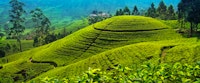 Tea Country