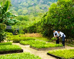 Organic garden at Six Senses Ninh Van Bay, Vietnam