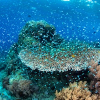 Komodo Dragon Exploration image 2