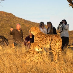 Okonjima – home of Africat