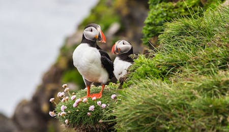 Puffins Iceland