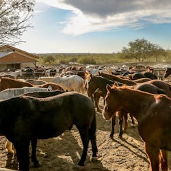 Horses at Tanque Verde Ranch, Arizona
