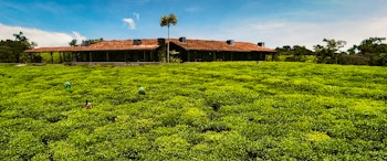 One&Only Nyungwe House image 3