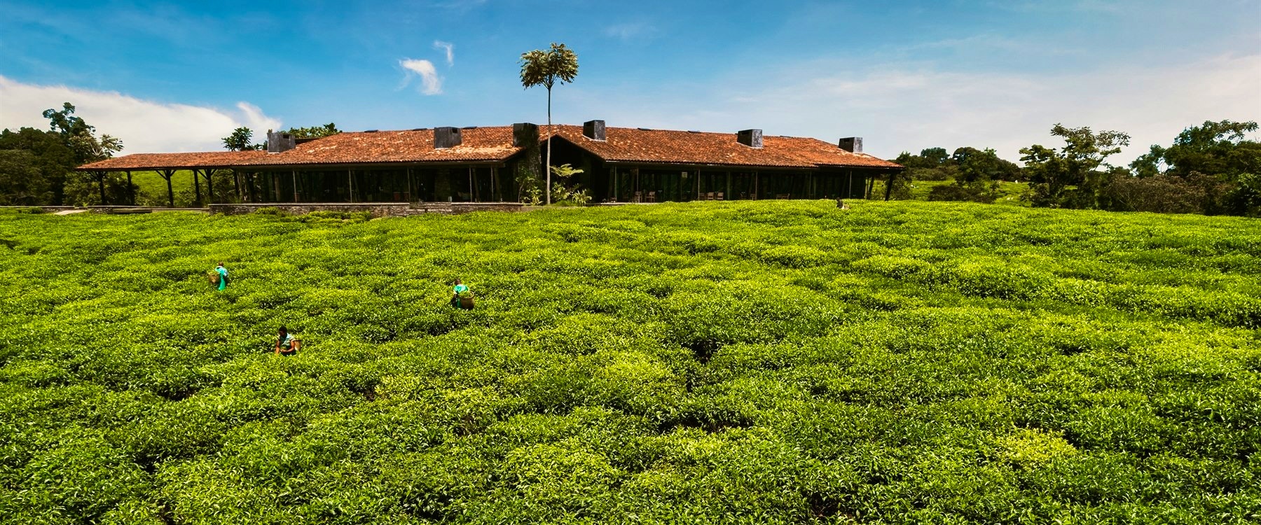 Tea plantation at Nyungwe Forest Lodge