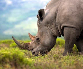 Hoedspruit (Kruger National Park) - Royal Malewane