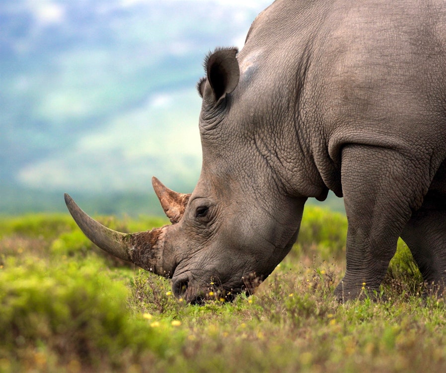 South African Rhino, Ultimate Luxury in South Africa, Tailor-made Tour Day 9