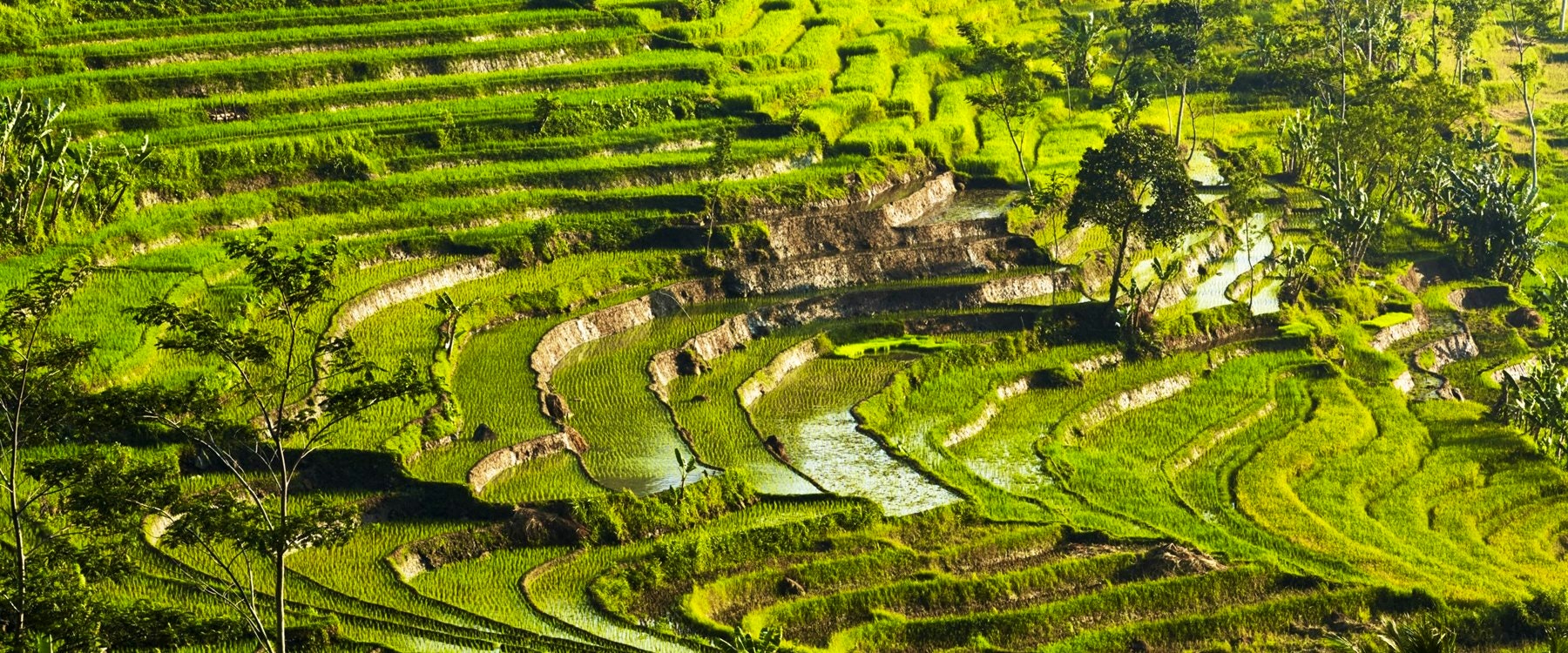 Rice Fields at Amanjiwo, Bali