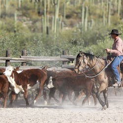 Riding at Tanque Verde Ranch, Arizona