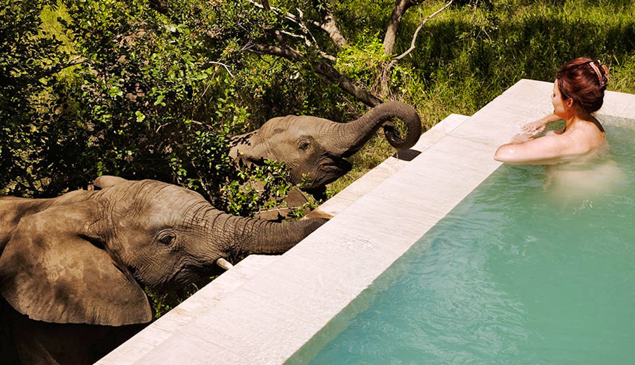 Elephants/Pool at Royal Malewane Kruger National Park