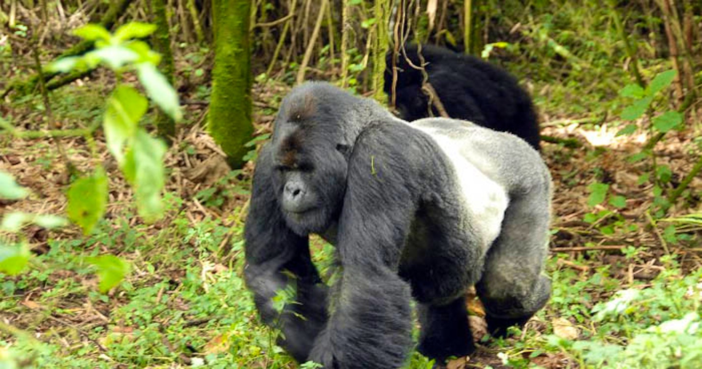 Sabyinyo Silverback Lodge 6