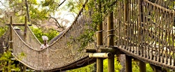 Safari Swing Bridge at Ulusaba Private Game Reserve Sabi Sand Game Reserve