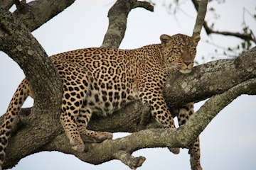 | Overnight at Sasaab