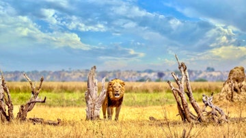 | Savuti, Chobe National Park