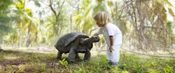 Tortoise at Bathroom at Four Seasons Resort Seychelles at Desroches Island
