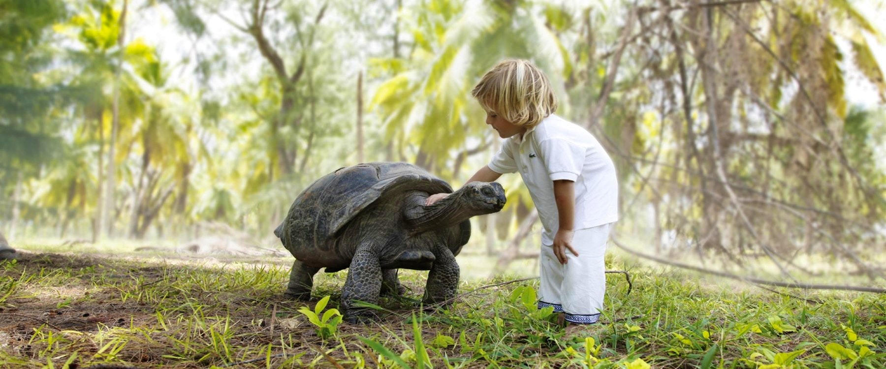 Tortoise at Bathroom at Four Seasons Resort Seychelles at Desroches Island