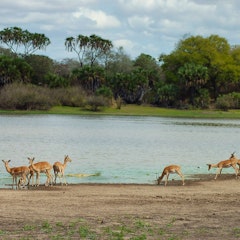 Selous Game Reserve
