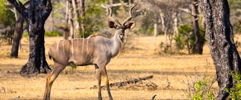 Selous National Park