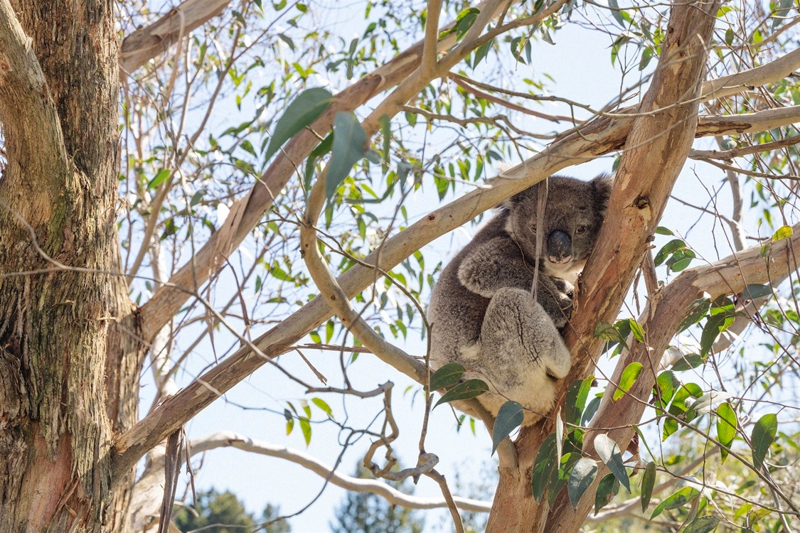sequoia lodge adelaide hills koala in the wilderness - credit julian cebo