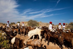 jawai leopard camp experience