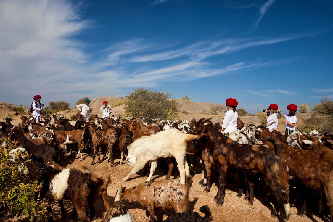 jawai leopard camp experience
