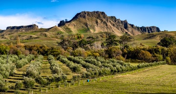 Hawkes Bay Wine Tour