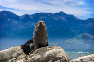 Family Friendly New Zealand Tour image 1