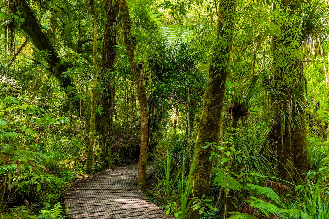 waipoua forest