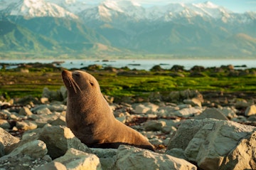 Marlborough to Christchurch (190 miles)	