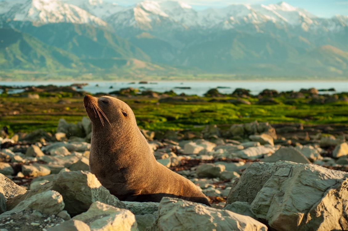 fur seal and kaikoura ranges in the background new zealand