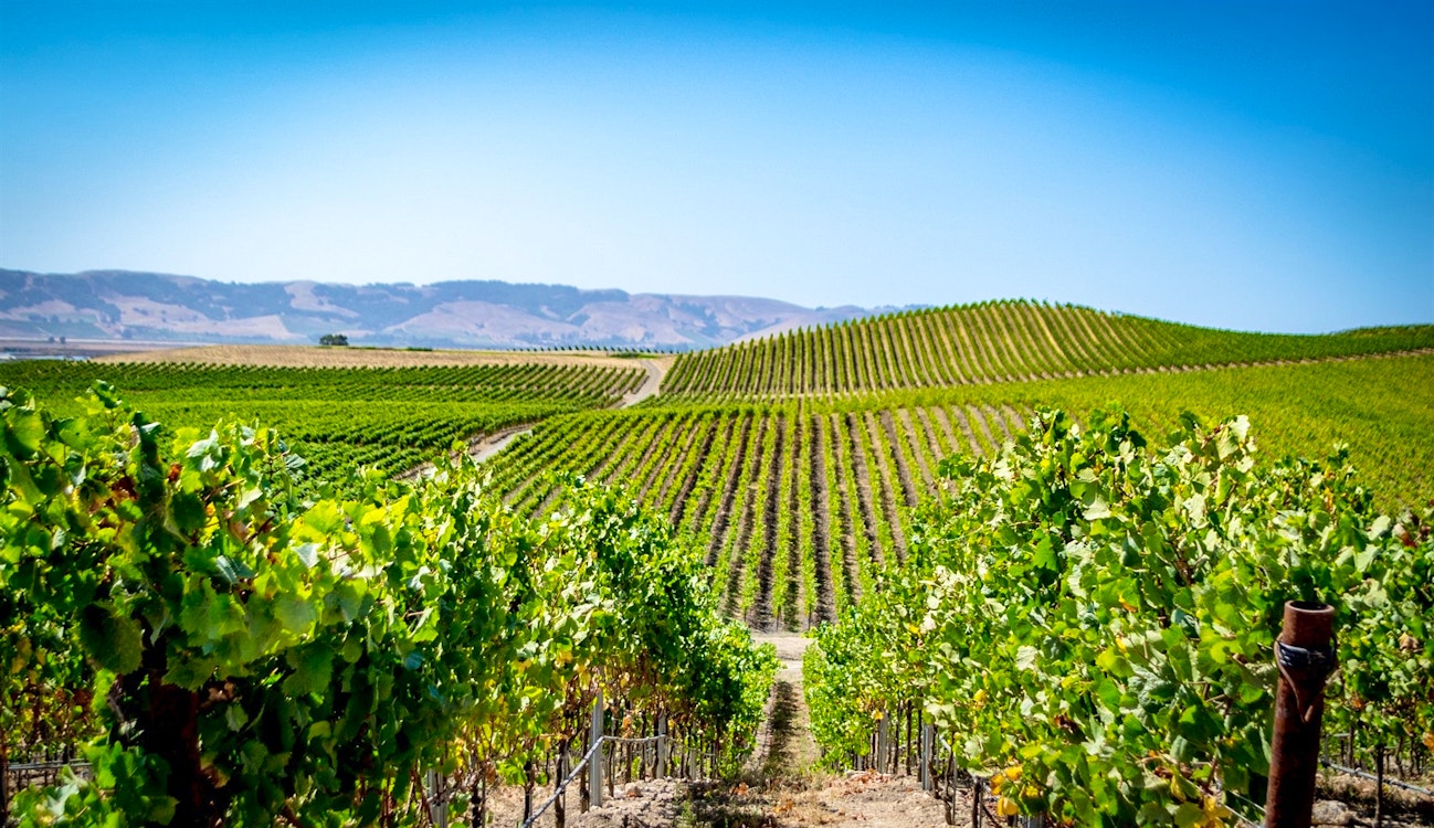 napa vineyards