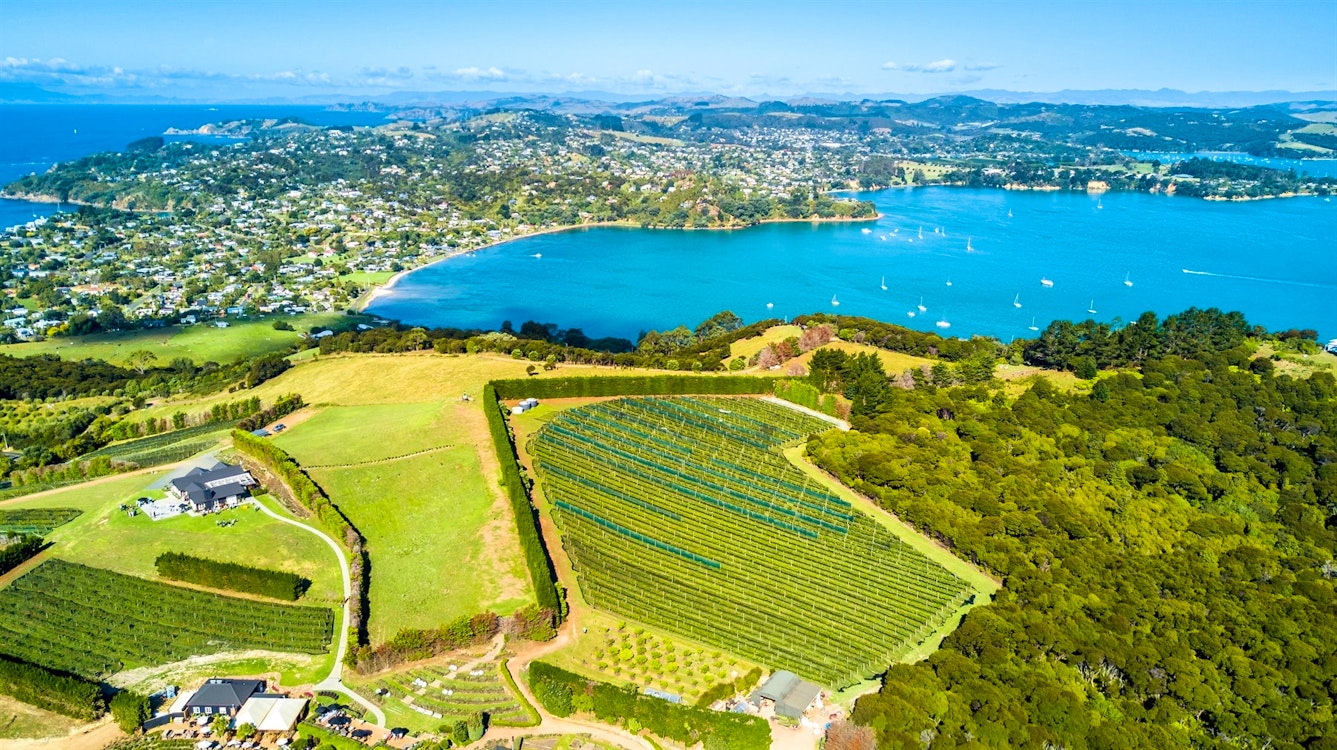 aerial view on a vineyard. waiheke island auckland new zealand