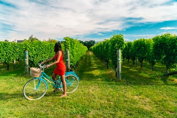 Marlborough Wine Tour by Bicycle