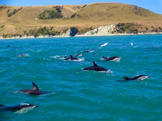 Whales & Dolphins or Trains