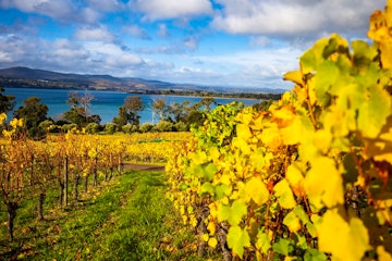Full Day Private Tamar Valley Wine & Brewery Tour
