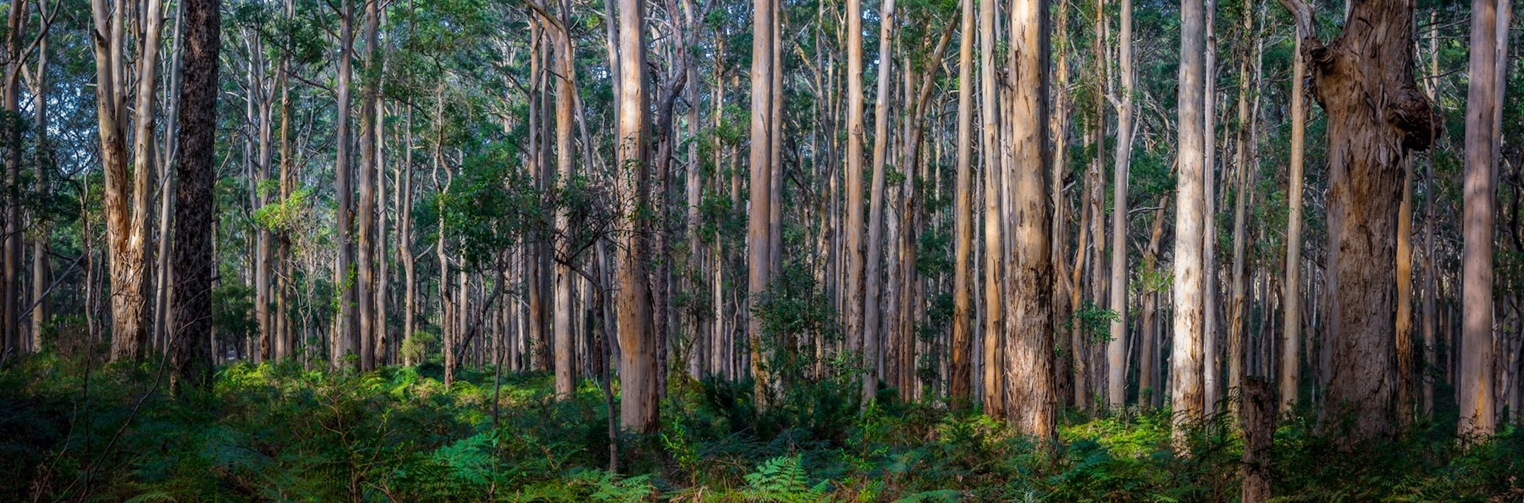 boranup forest in western australia