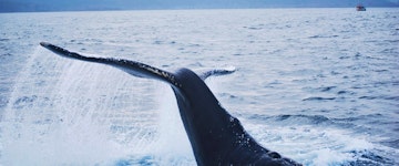 Whale Watch and Puffin Cruise