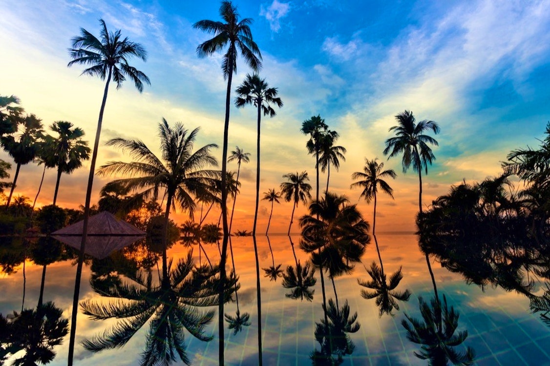 koh samui palm trees at sunset