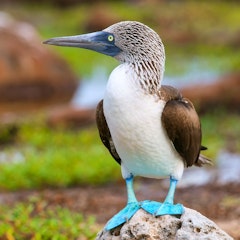 Eden Islet (Santa Cruz Island) and Sombrero Chino Islet