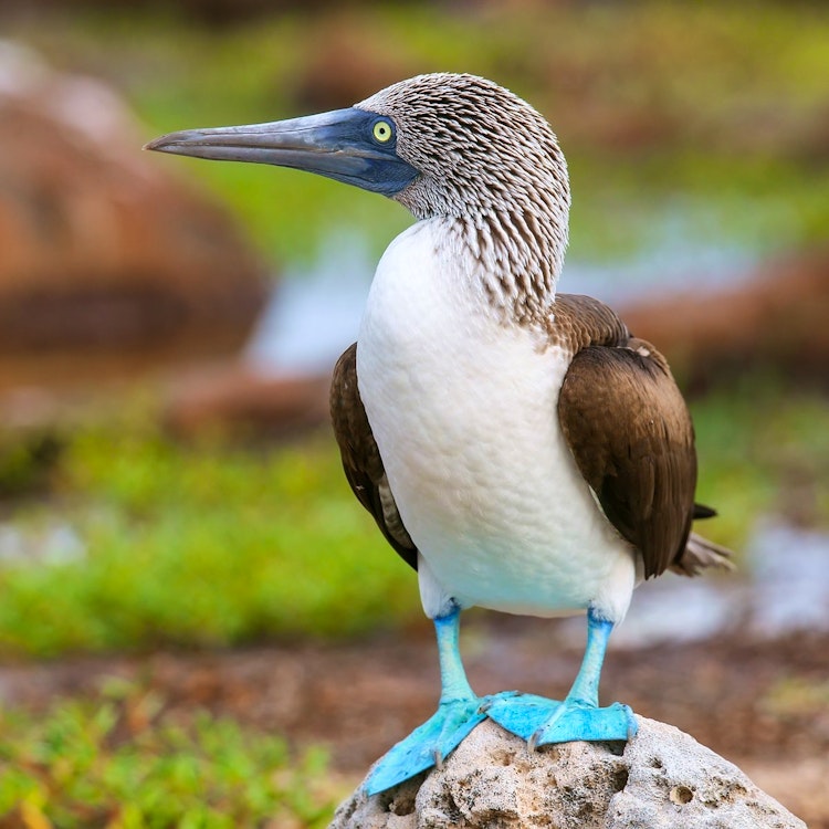 Eden Islet (Santa Cruz Island) and Sombrero Chino Islet