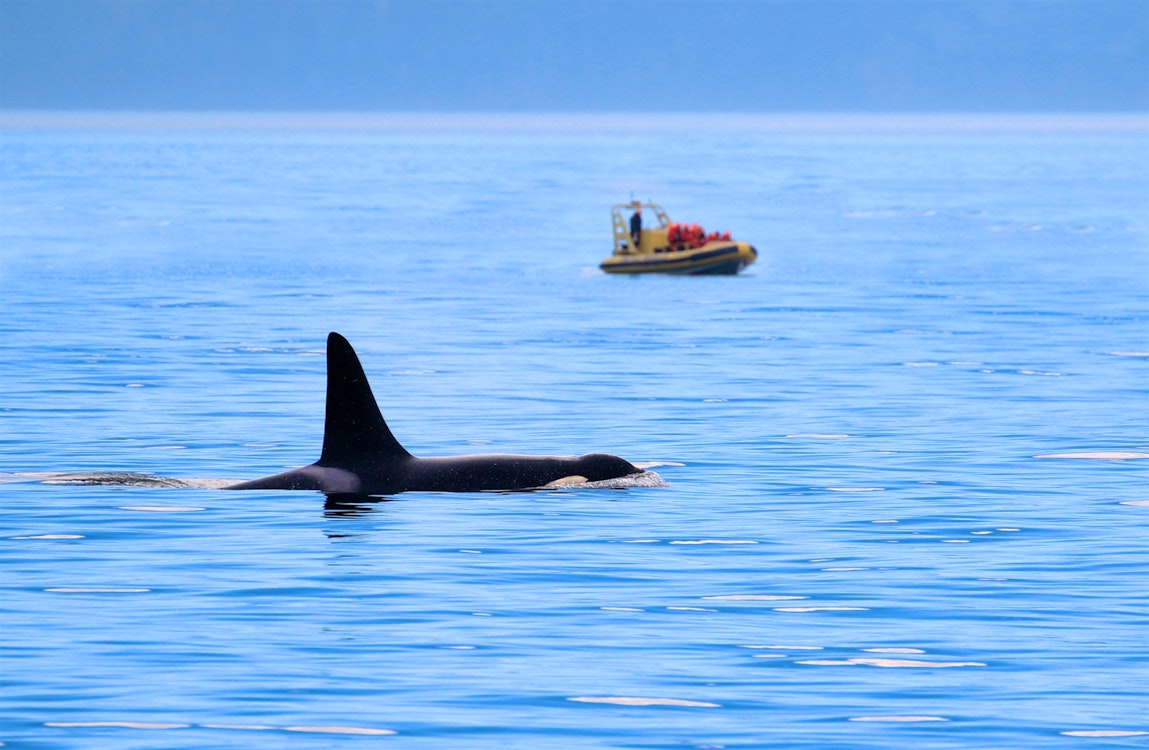 whale watching british columbia canada