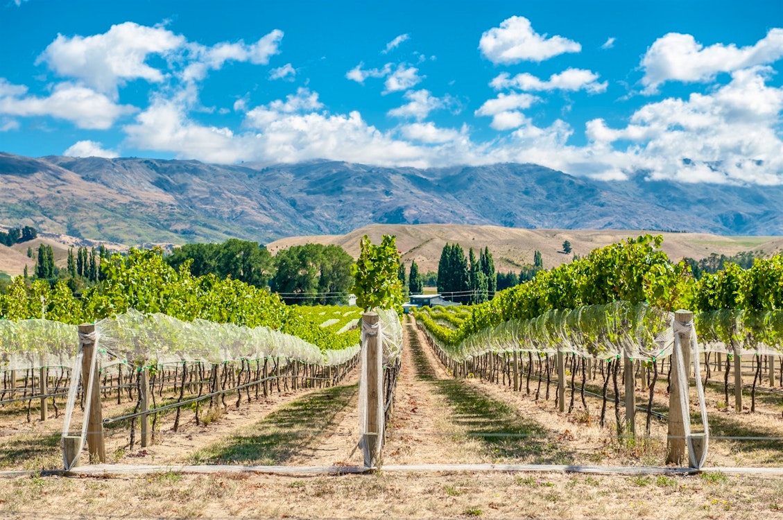 vineyard in gibbston valley new zealand.