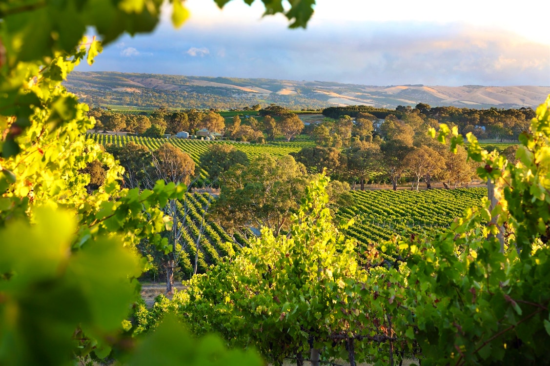 mclaren vale wine growing region south australia