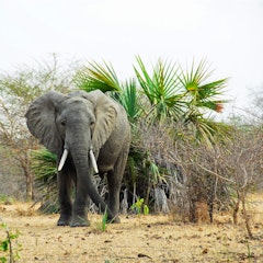 Selous Game Reserve