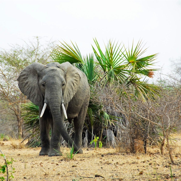 Selous Game Reserve