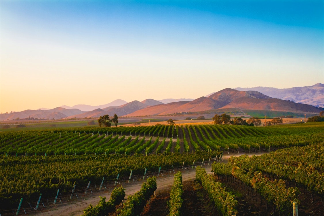 santa ynez valley vineyards