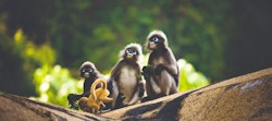 Spectacled Langurs, Rayavadee, Krabi, Thailand