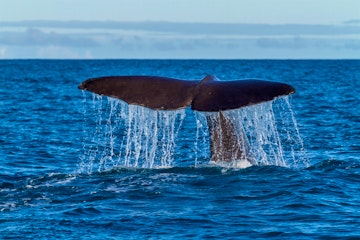 Optional Whale Watching; Travel to North Island