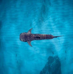Ningaloo Reef