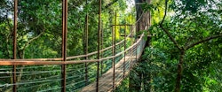 Canopy Walk at The Datai Langkawi, Malaysia