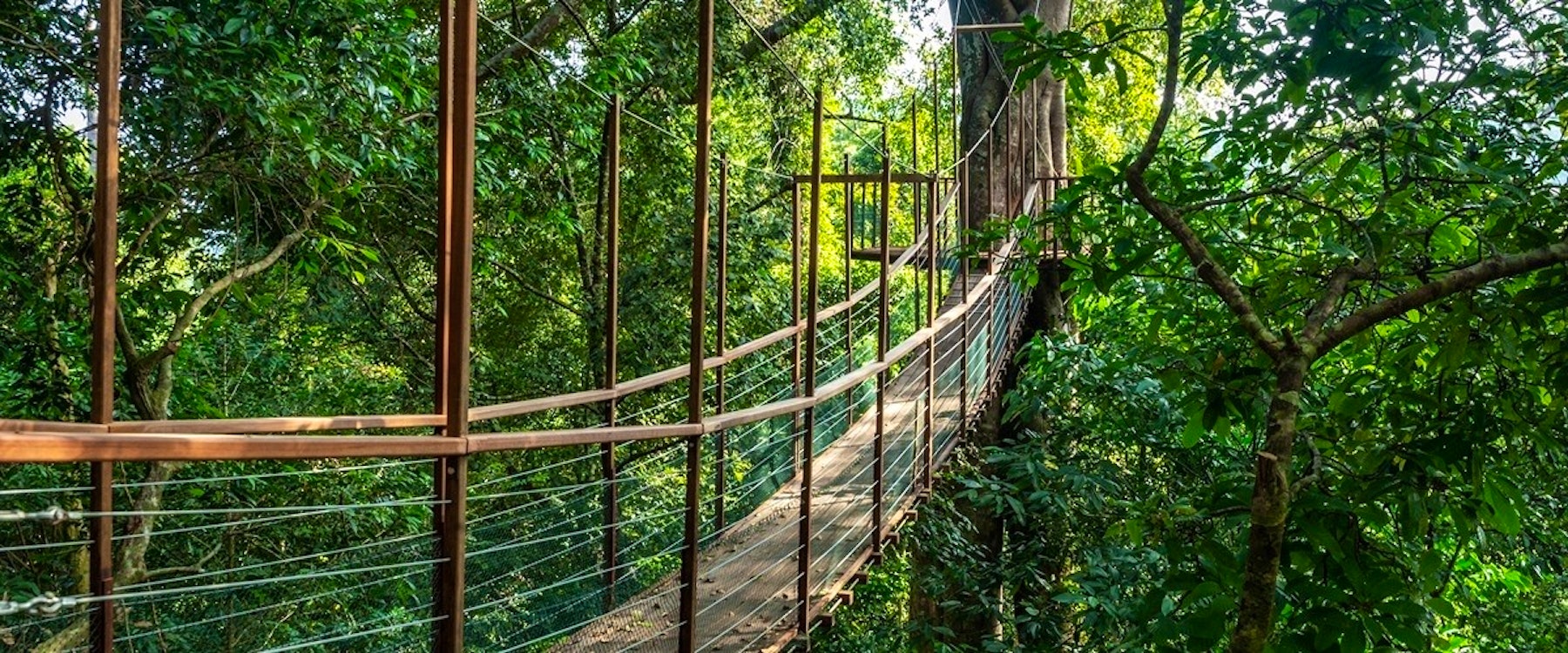 Canopy Walk at The Datai Langkawi, Malaysia